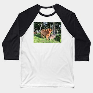 Scottish Highland Cattle Calf 1815 Baseball T-Shirt